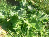 genus Rheum