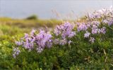 Dianthus superbus