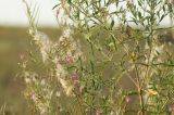 Epilobium hirsutum