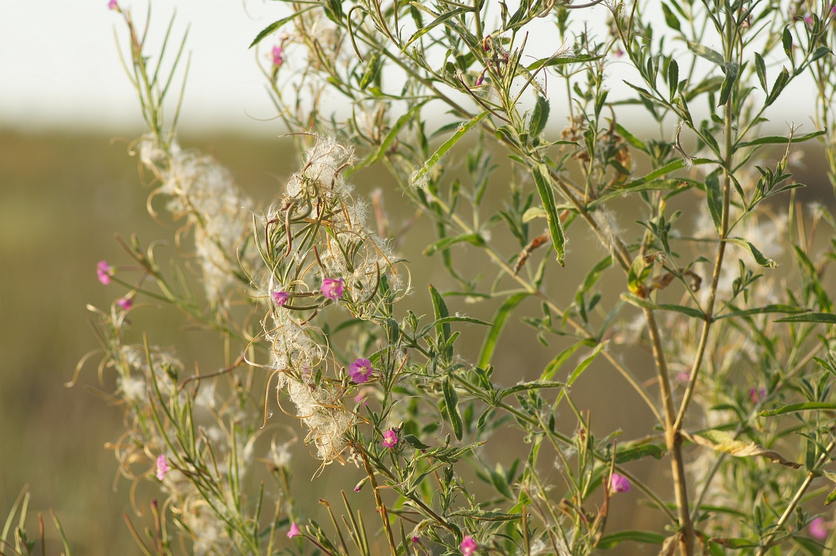 Изображение особи Epilobium hirsutum.