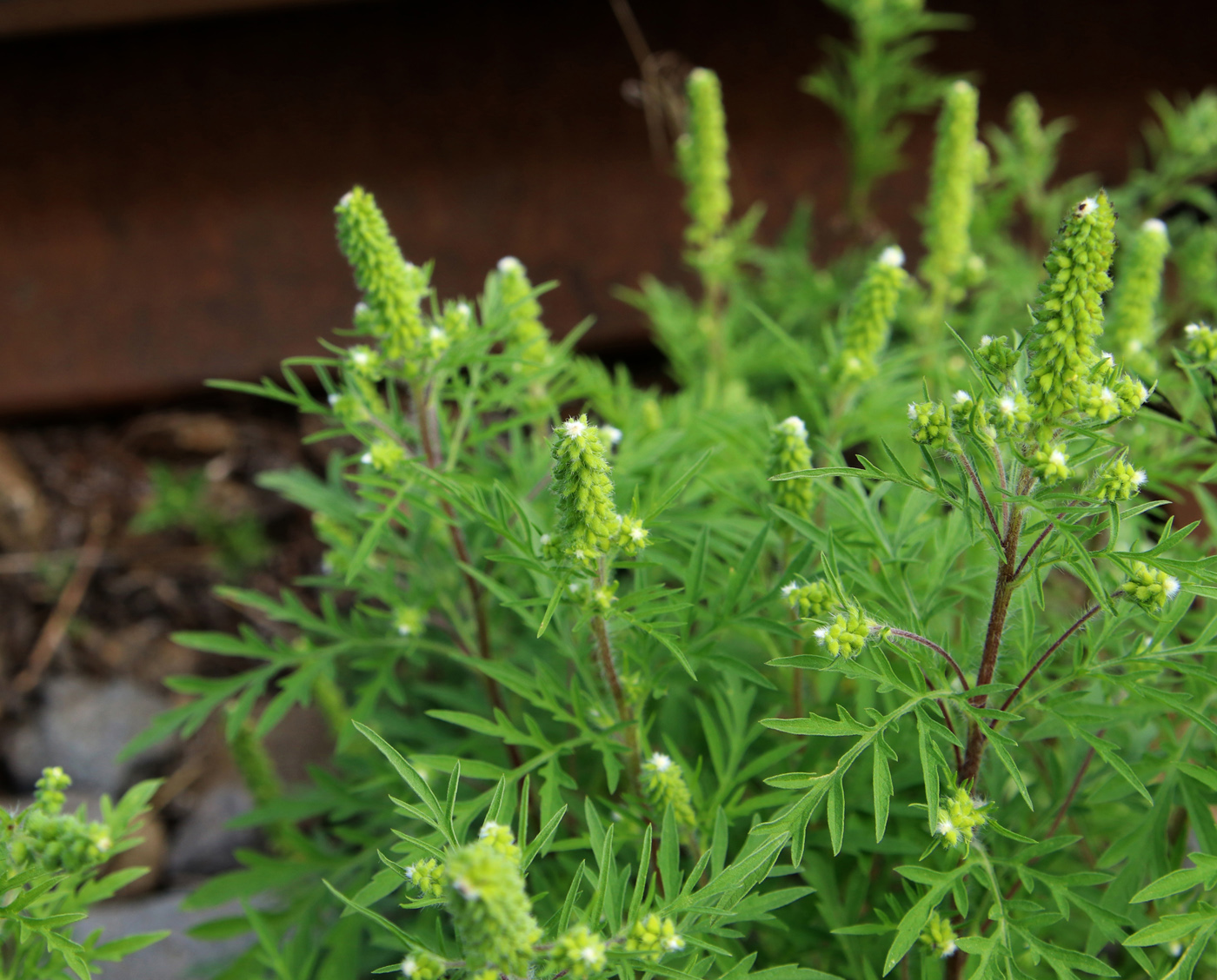 Изображение особи Ambrosia artemisiifolia.