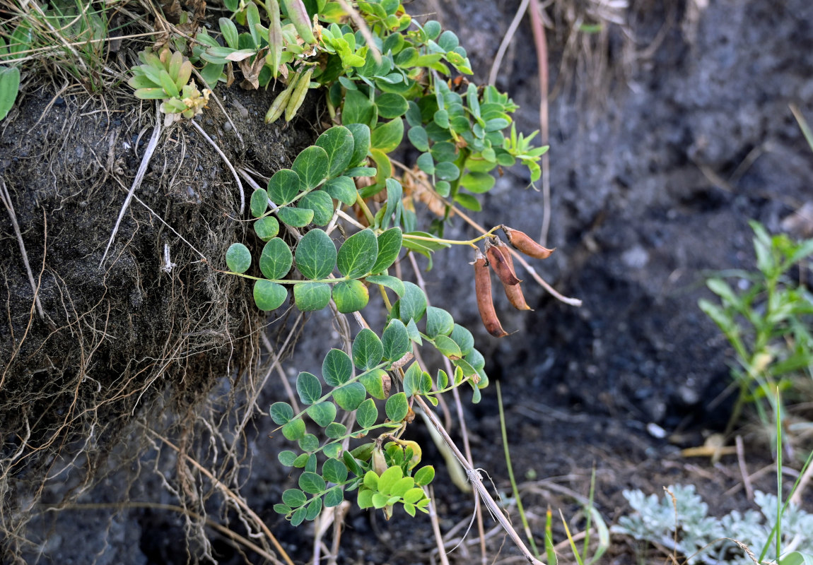 Image of Lathyrus japonicus specimen.