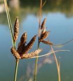 Bolboschoenus glaucus