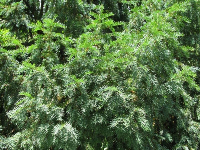 Image of Taxus baccata specimen.
