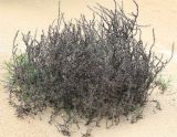 Salsola pontica. Растение с прошлогодними отплодоносившими соплодиями и молодыми побегами. Краснодарский край, м/о Анапа, пос. Витязево, вблизи перекрёстка ул. Скифской и Санаторного пр-да, дюна. 03.06.2021.