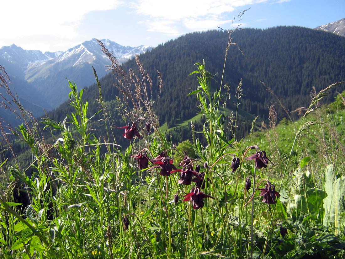 Image of Aquilegia atrovinosa specimen.