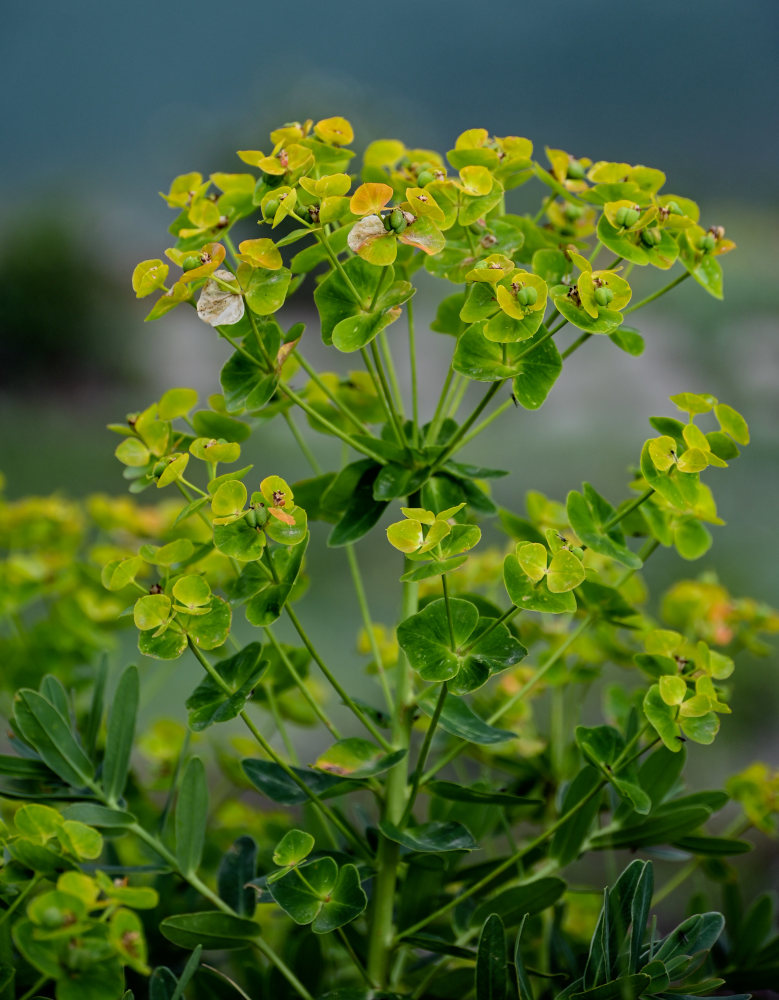 Изображение особи Euphorbia iberica.
