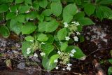 Hydrangea paniculata. Верхушки ветвей с соцветиями. Кунашир, вулкан Менделеева, ≈ 400 м н.у.м., опушка смешанного леса. 21.08.2022.