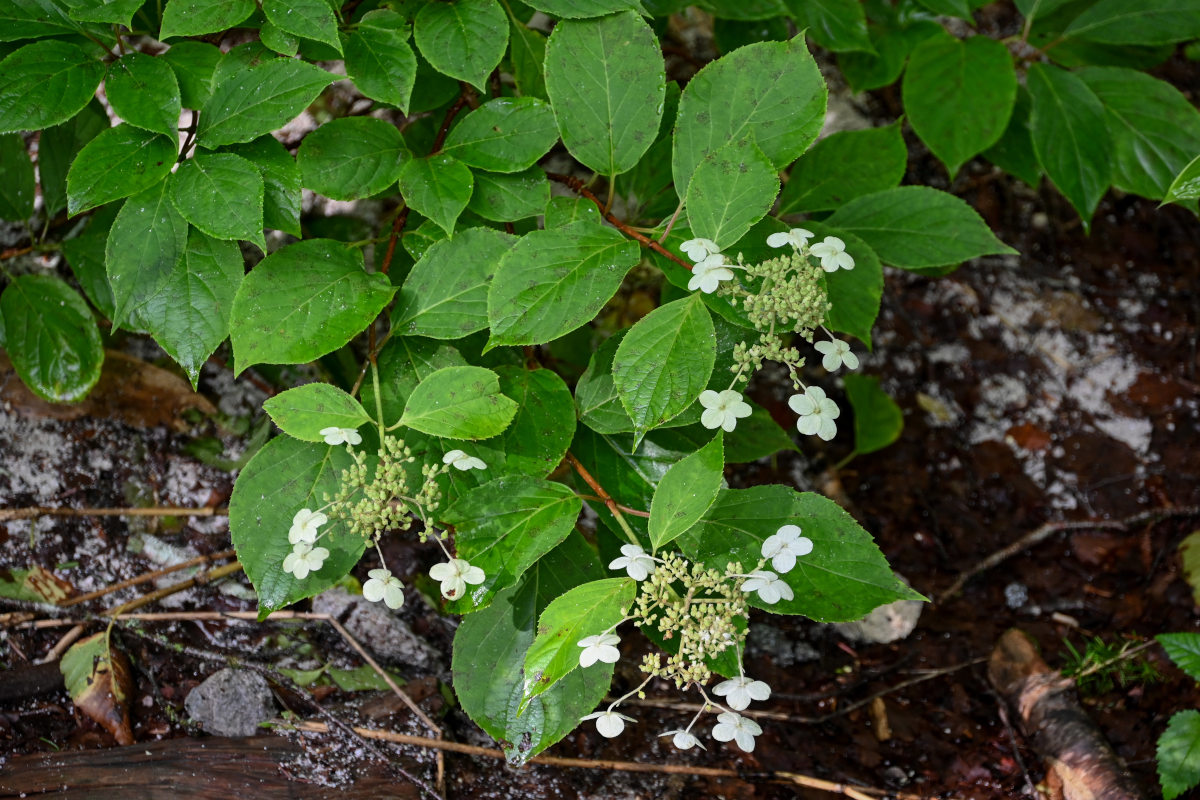 Image of Hydrangea paniculata specimen.