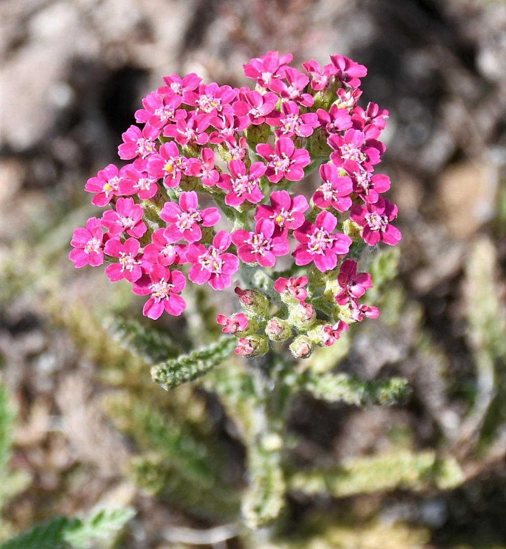 Изображение особи Achillea alpina.