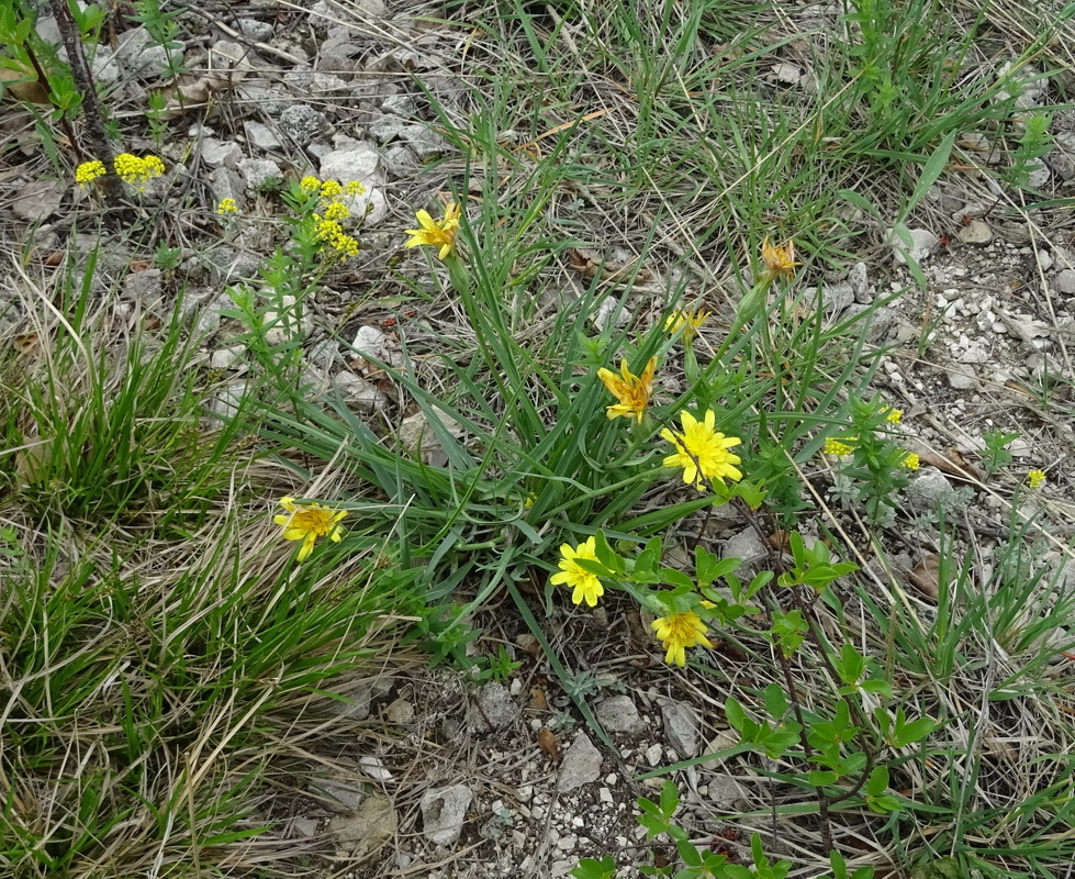 Изображение особи Scorzonera austriaca.