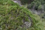 Juniperus sabina. \"Плодоносящее\" растение. Кабардино-Балкария, долина р. Баксан, верхняя часть конус выноса реки Курмычи, высота 1630 м н.у.м., край обрыва. 24 июля 2022 г.