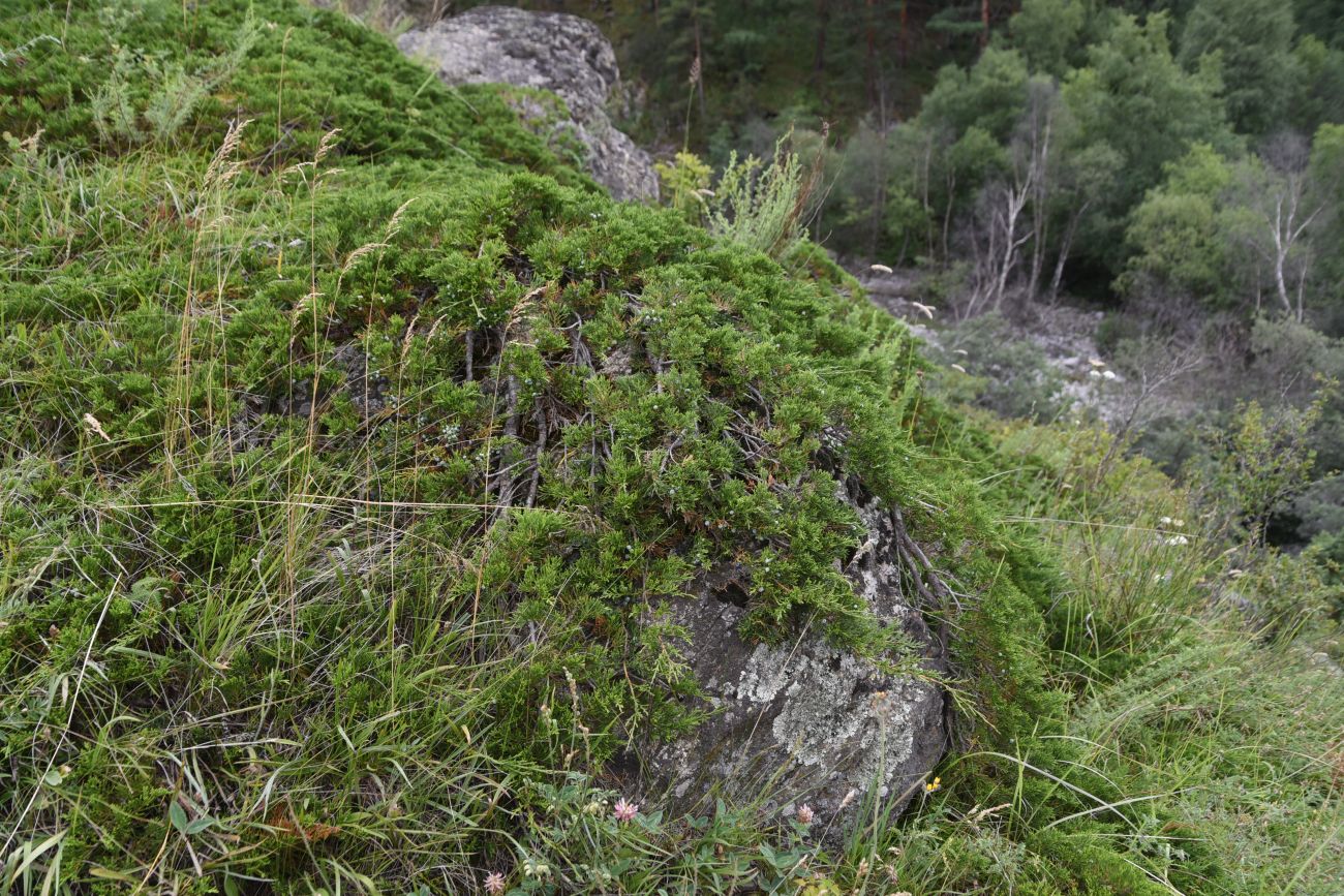 Image of Juniperus sabina specimen.