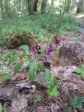 Lathyrus vernus. Цветущее растение. Карелия, г. Петрозаводск, окр. ур. Чёртов Стул, смешанный лес. 25.05.2023.