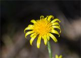 Scorzonera humilis. Соцветие. Ленинградская обл., Лужский р-н, окр. оз. Лебевое, сосновый бор. 11.06.2023.