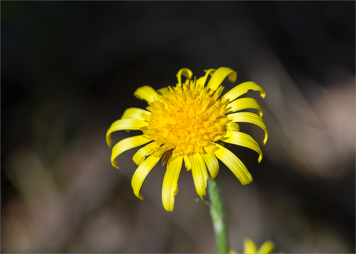 Image of Scorzonera humilis specimen.