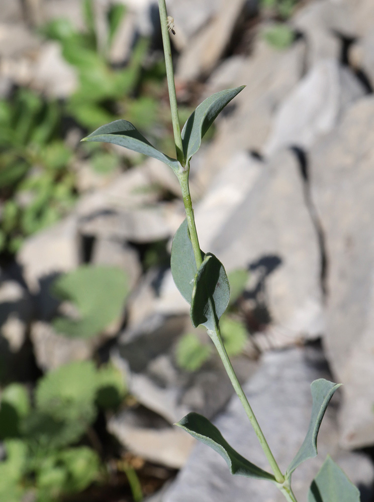 Image of Silene chlorifolia specimen.