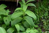 Veratrum lobelianum