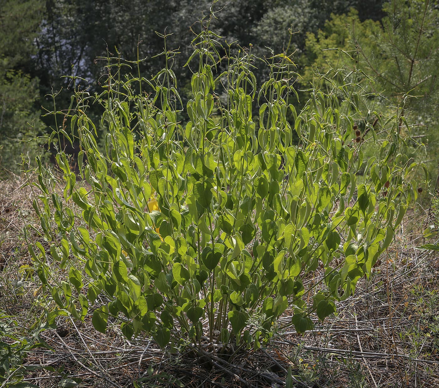 Image of Vincetoxicum hirundinaria specimen.