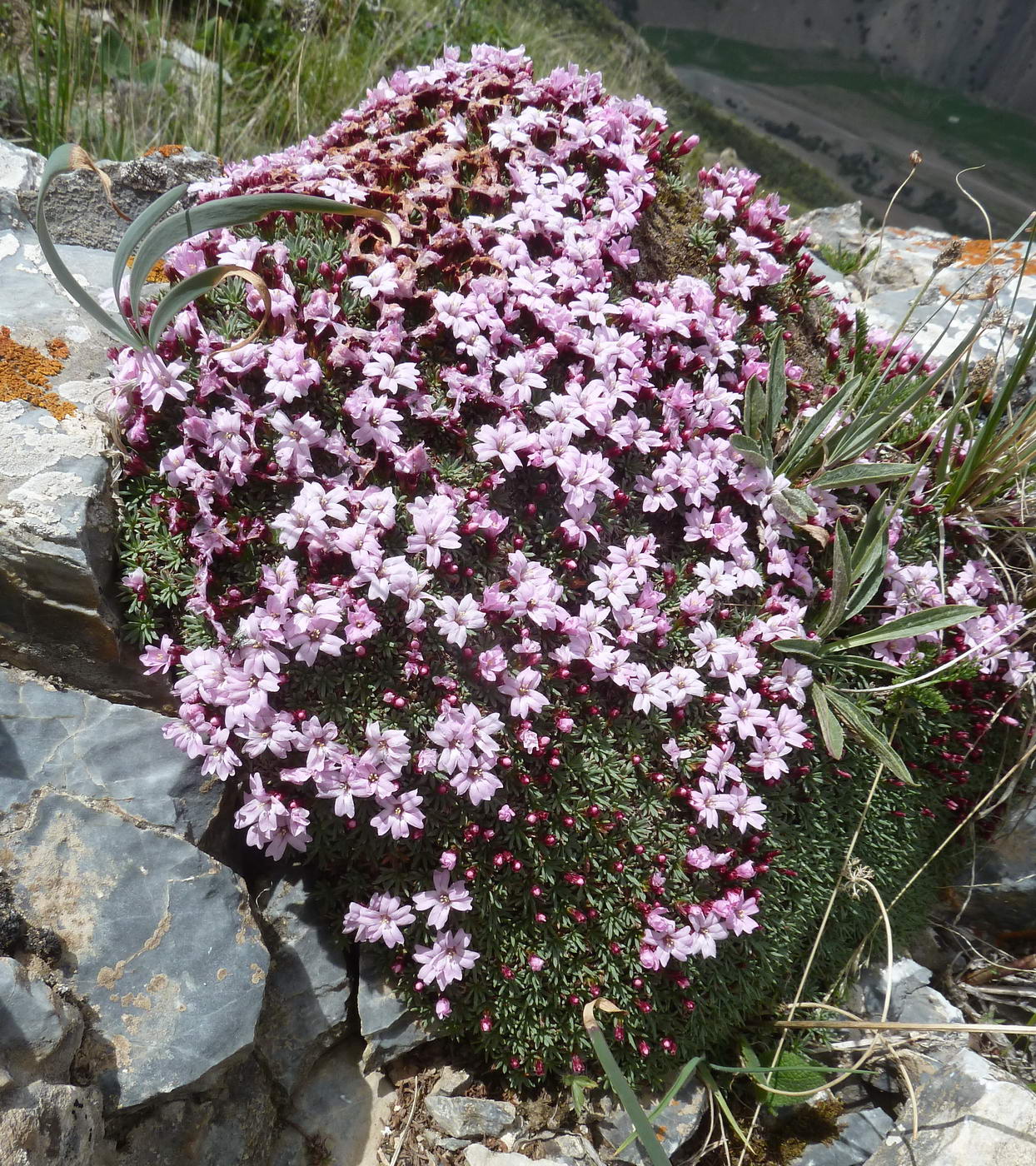 Image of genus Acantholimon specimen.