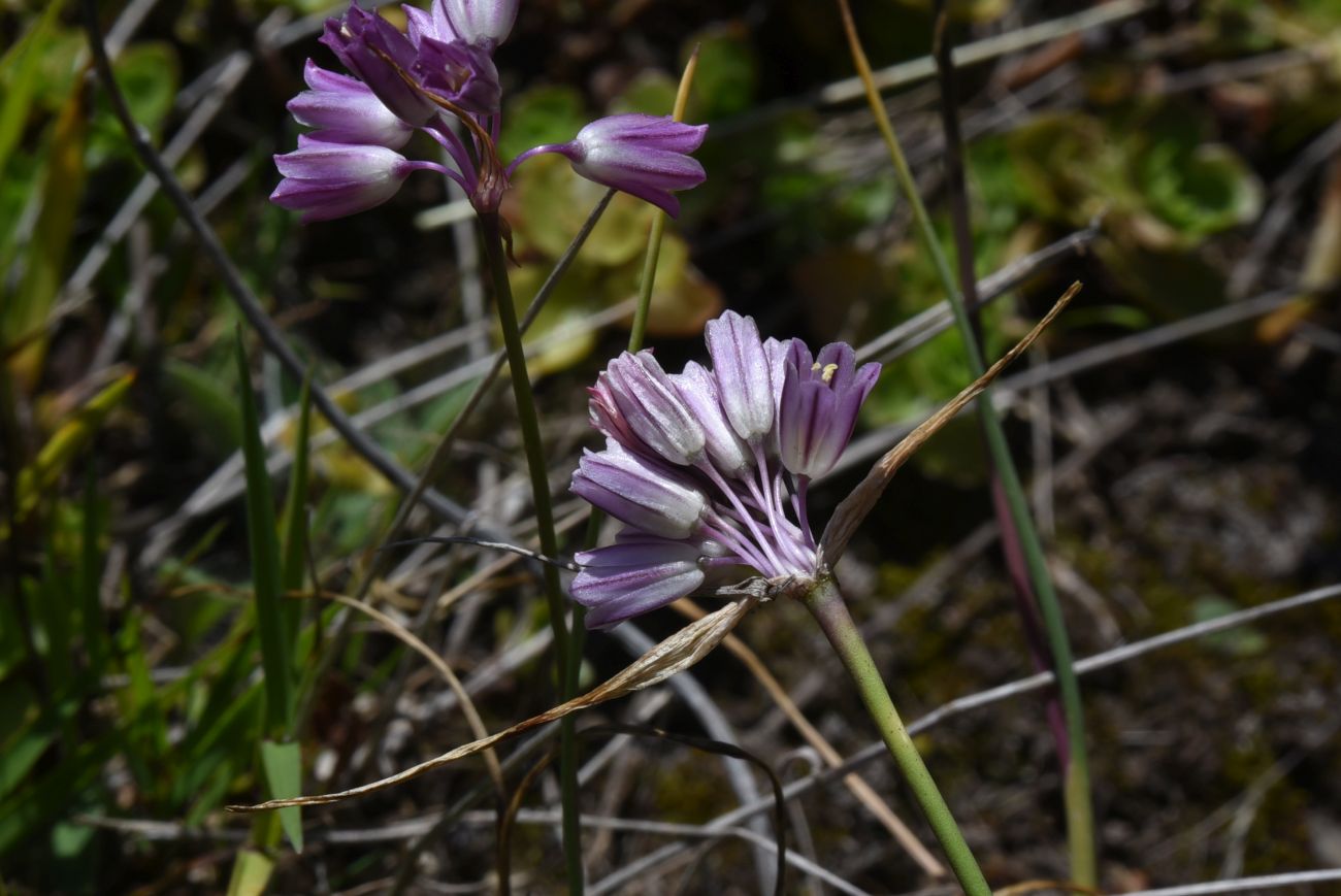 Изображение особи Allium kunthianum.