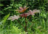 Ricinus communis. Верхушка молодого растения (краснолистная форма). Московская обл., Раменский р-н, окр. дер. Хрипань, садовый участок. 18.07.2023.