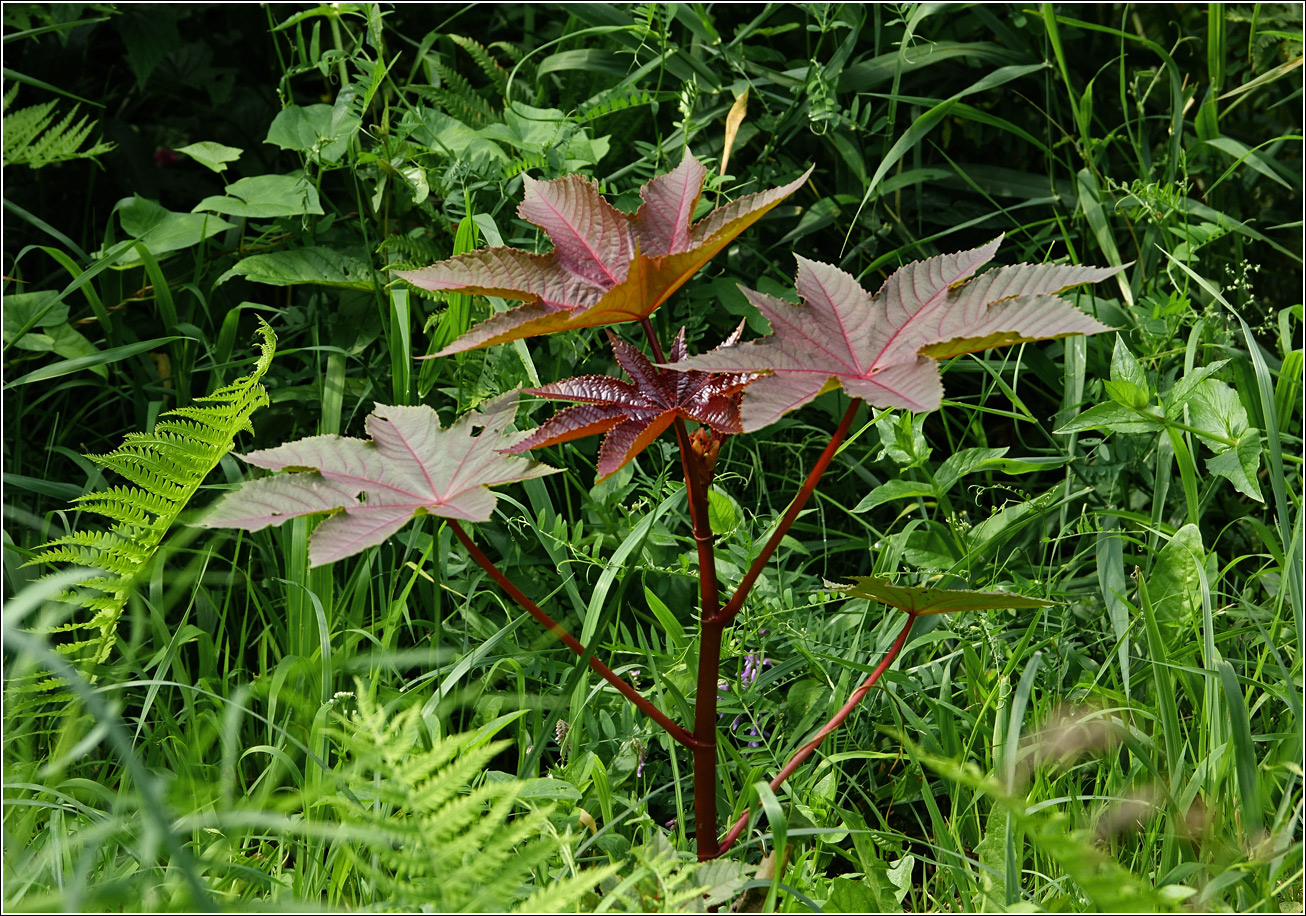 Изображение особи Ricinus communis.