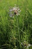 Allium oleraceum. Верхушка цветущего растения. Беларусь, Витебская обл., Браславский р-н, нац. парк «Браславские озёра»; гора Маяк (Бизня), суходольный разнотравно-злаковый луг. 29.07.2023.