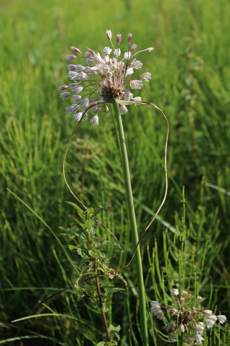 Image of Allium oleraceum specimen.