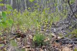 Pedicularis mandshurica. Цветущее растение. Приморский край, Лазовский р-н, окр. дер. Глазковка, приморская сопка, широколиственный лес. 26.05.2023.