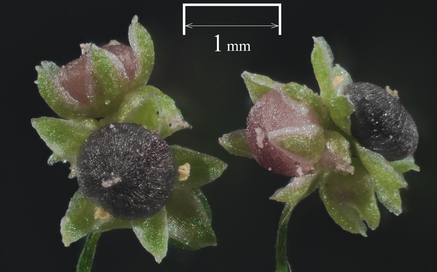 Image of Lipandra polysperma specimen.