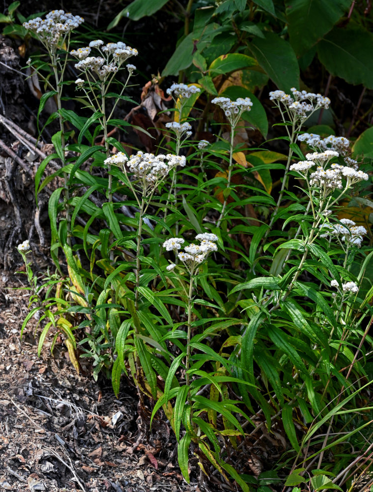 Изображение особи Anaphalis margaritacea.