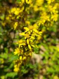 Solidago virgaurea. Соцветия. Краснодарский край, городской округ Сочи, Хостинский р-н, у дороги к Ореховскому водопаду, крутой склон. 14.10.2023.