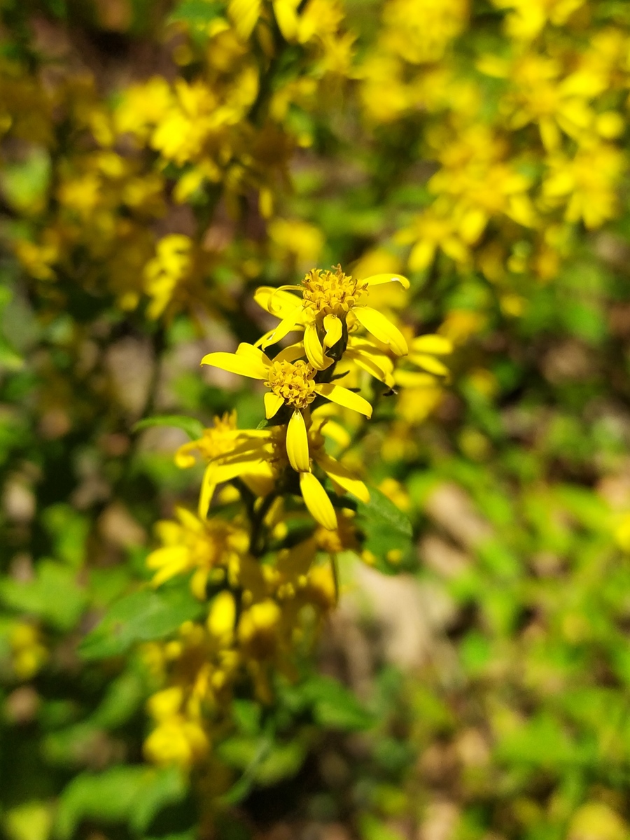 Изображение особи Solidago virgaurea.