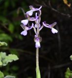 Anacamptis subspecies syriaca