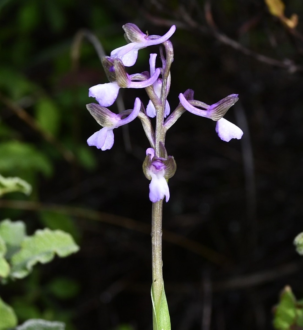 Изображение особи Anacamptis morio ssp. syriaca.