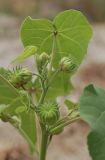 Abutilon theophrasti