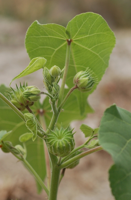 Изображение особи Abutilon theophrasti.