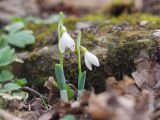 Galanthus alpinus. Цветущие растения. Краснодарский край, Крымский р-н, окр. станицы Неберджаевская, ур. Малый Яр, буково-грабово-дубовый лес. 23.02.2024.