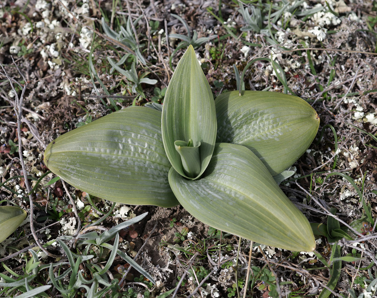 Изображение особи Himantoglossum caprinum.