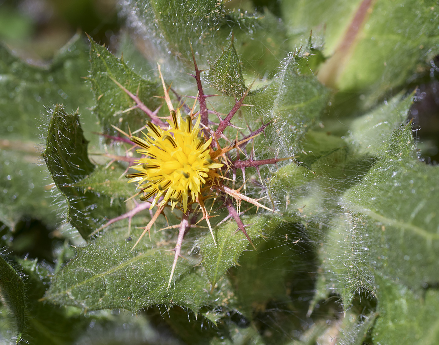 Image of Centaurea benedicta specimen.