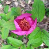 Paeonia caucasica