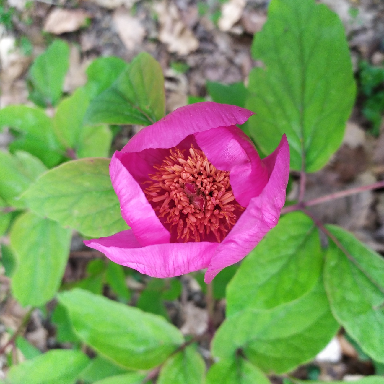 Image of Paeonia caucasica specimen.