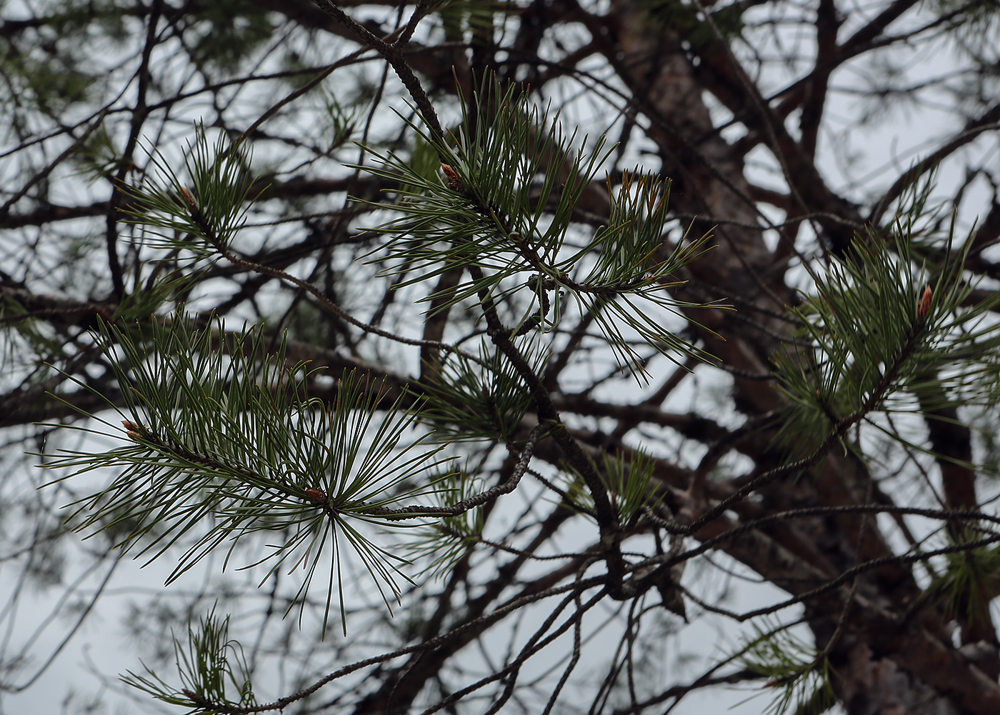 Image of Pinus sylvestris ssp. hamata specimen.