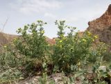 Potentilla argentea