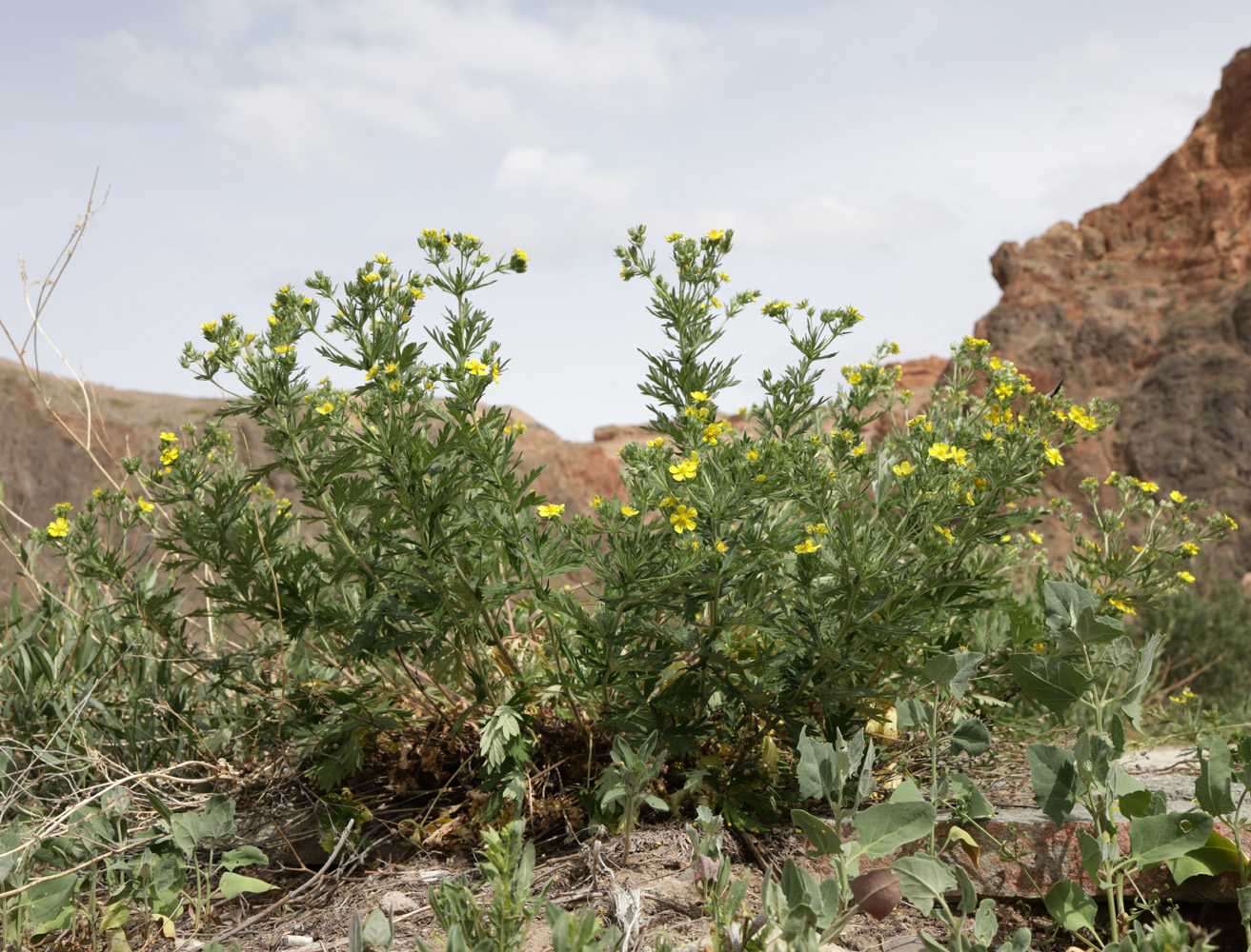 Image of Potentilla argentea specimen.
