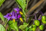 Solanum dulcamara. Часть побега с цветами и плодами. Санкт-Петербург, Приморский р-н, заказник «Северное побережье Невской губы», прибрежный пляж. 07.07.2024.