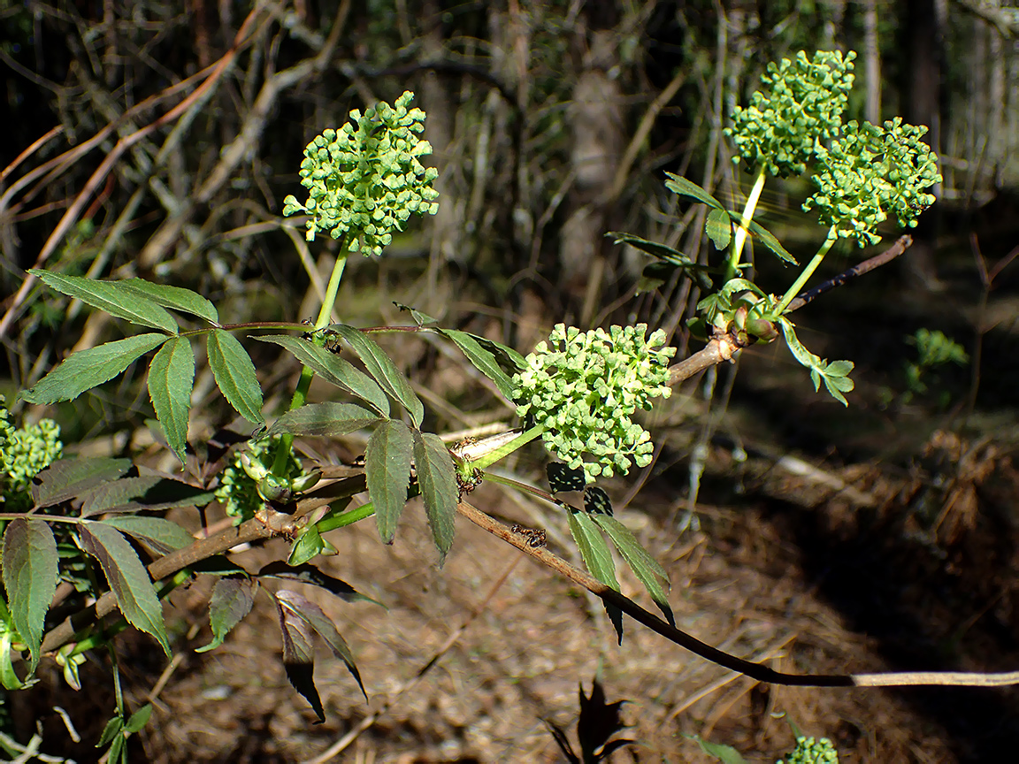 Image of Sambucus racemosa specimen.
