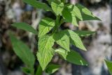 genus Lapsana