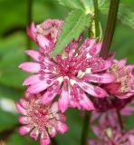 Astrantia major